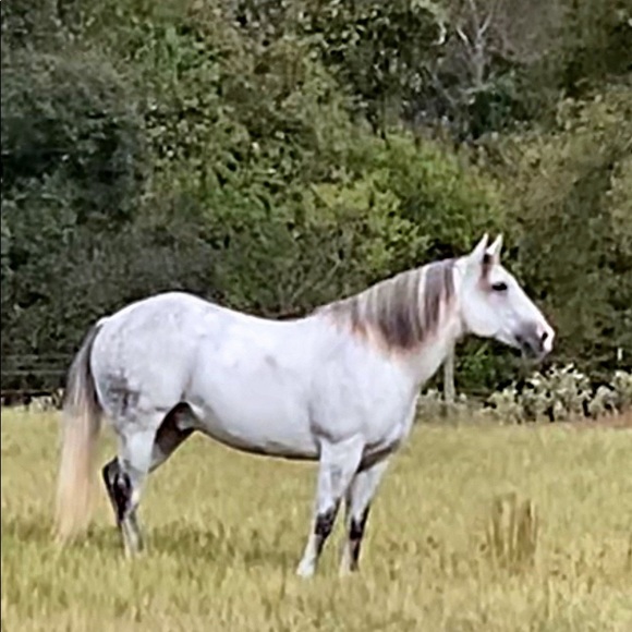 Meet your Posher, Tammy - Picture 3 of 10